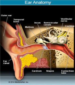 ear-anatomy